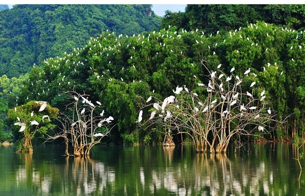 Read more about the article Rừng ngập mặn là gì? Hệ sinh thái rừng ngập mặn ở nước ta