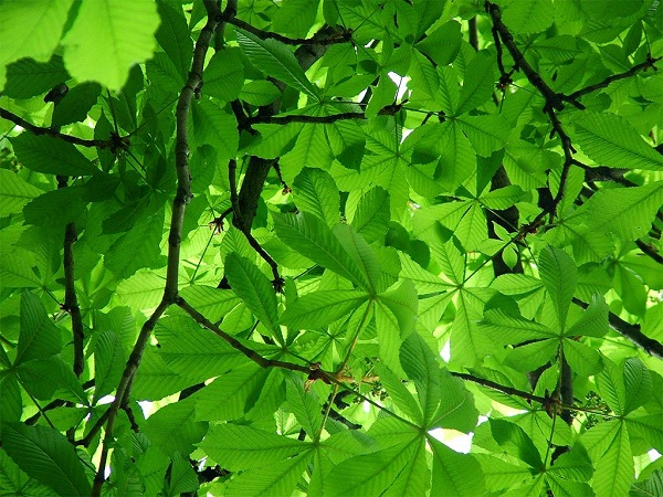 Read more about the article Vì sao lá cây có màu xanh lục? Nguyên nhân và lời giải chuẩn xác nhất